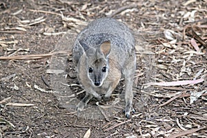 the tammar wallaby is standing in a field
