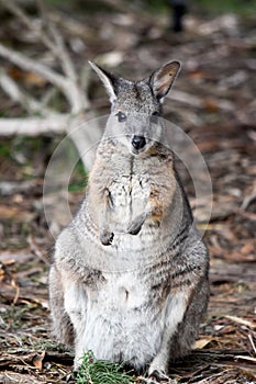 the tammar wallaby is standing on its hind legs