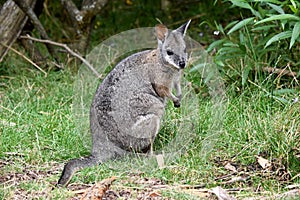 the tammar wallaby is standing on its hind legs