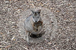 the tammar wallaby is standing on its hind legs