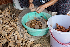 Tammarind peeling sour agriculture fruits in Thailand