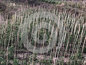 Tamoto plants with sticks to support it  in fields to provide it.
