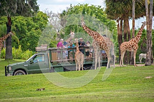 Giraffe waiting lettuce leaves from people enjoying , safari at Busch Gardens. 1