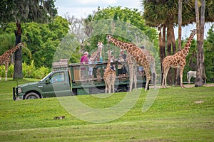 Giraffe waiting lettuce leaves from people enjoying , safari at Busch Gardens. 3