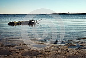 Tampa Bay Shoreline with Floating Palm Stump