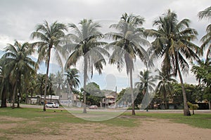 Tampico, Mexico Coconut Palms