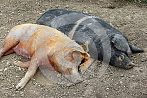 Tamworth and Essex Saddleback pigs