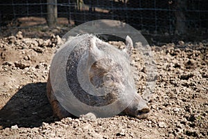 Tamworth pig