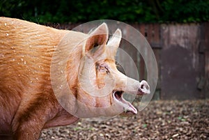 Tamworth pig