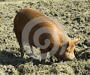Tamworth pig