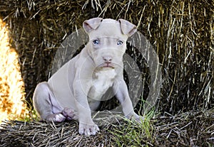 Tan American Pit Bull Puppy with blue eyes