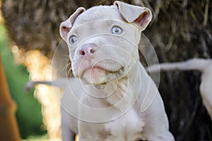 Tan American Pit Bull Puppy with blue eyes