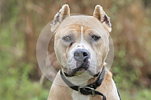 Tan American Pit Bull Terrier dog with cropped ears