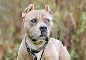 Tan American Pit Bull Terrier dog with cropped ears