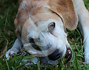 Tan beagle eating fresh oyster