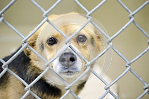 Tan Beagle mix dog in chain link kennel dog pound