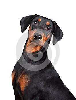 Tan-and-black German Pinscher