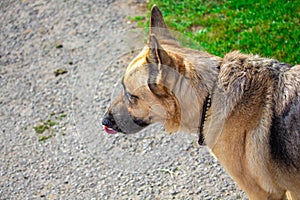 German Shepherd Dog Licking Its Lips