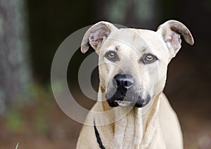 Tan Black Mouth Cur Mastiff mixed breed dog photo