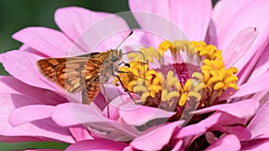 A tan and brown Peck\'s Skipper Butterfly (Polites peckius) drinking nectar from a pink zinnia flower. photo