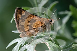 A tan and brown Peck\'s Skipper Butterfly (Polites peckius) grooming and cleaning itself on a green leaf. photo