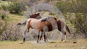 Tan buckskin and bay wild horse stallions kicking while fighting in the Salt River Canyon area near Mesa Arizona USA