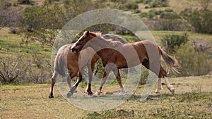 Tan buckskin and bay wild horse stallions running while fighting in the springtime desert in the Salt River wild horse management