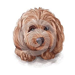 Tan Cockapoo dog digital art illustration of cute canine animal. Mixed-breed dog cross between American Cocker or English Cocker photo