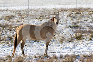 Tan color coat buckskin horse in fenced field with snow on the ground