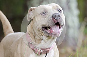 Tan dilute American Pit Bull Terrier dog