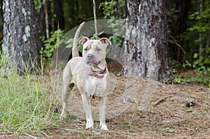 Tan dilute American Pit Bull Terrier dog