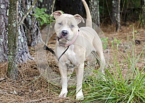 Tan dilute American Pit Bull Terrier dog photo