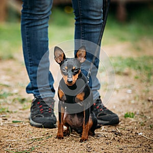 Tan Dog Miniature Pinscher, Zwergpinscher, Min Pin