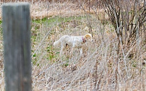 Tan dog pointing in brush