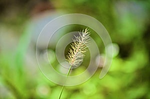 Tan Feathery Grass Blade with Shallow Depth of Field