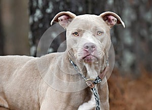 Tan female Pitbull Terrier mix dog rescue pet adoption photography