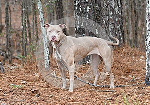 Tan female Pitbull Terrier mix dog rescue pet adoption photography