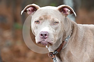 Tan female Pitbull Terrier mix dog rescue pet adoption photography