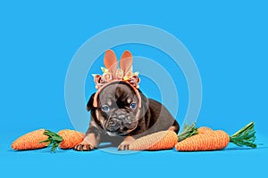 Tan French Bulldog dog puppy dressed up as Easter bunny with rabbit ears headband and carrots on blue background