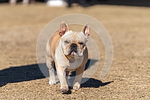 Tan French Bulldog on the grass looking into the camera