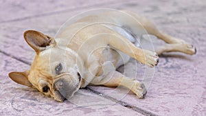 Tan French Bulldog male lying down on its side