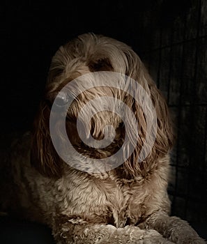 Tan Golden Doodle Laying Down