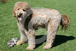 Tan Goldendoodle Dog Standing on Grass
