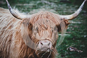 A tan highland cattle bull closeup while eating