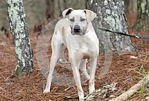 Tan hound and Black Mouth Cur dog on leash