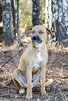 Hound Cur mixed breed dog with black muzzle sitting photo