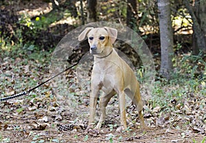 Tan hound cur mixed breed dog