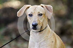 Tan hound cur mixed breed dog