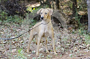 Tan hound cur mixed breed dog