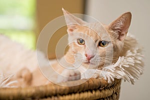 Tan kitten in basket